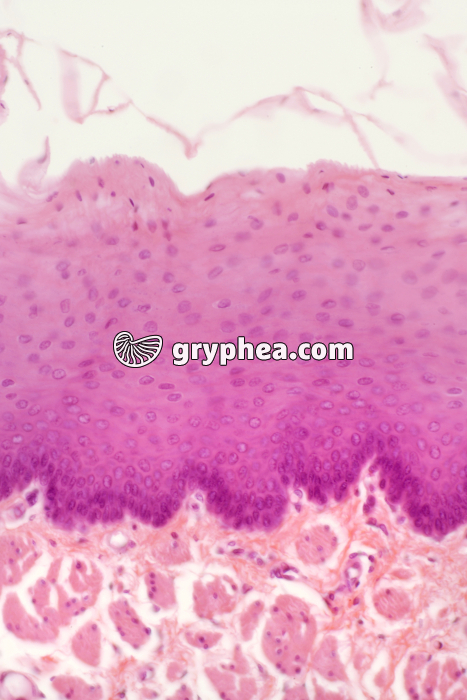 Muqueuse oesophagienne x100 - gryphea.org